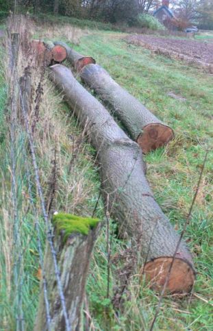 two ash trunks for sale